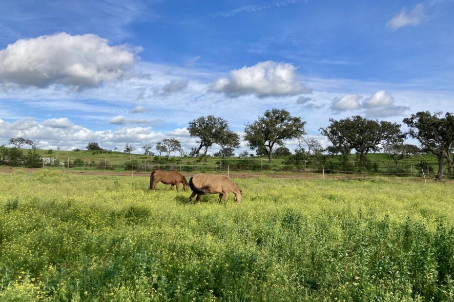 Two brown horses in a grassy pasture at Equus Ourique
