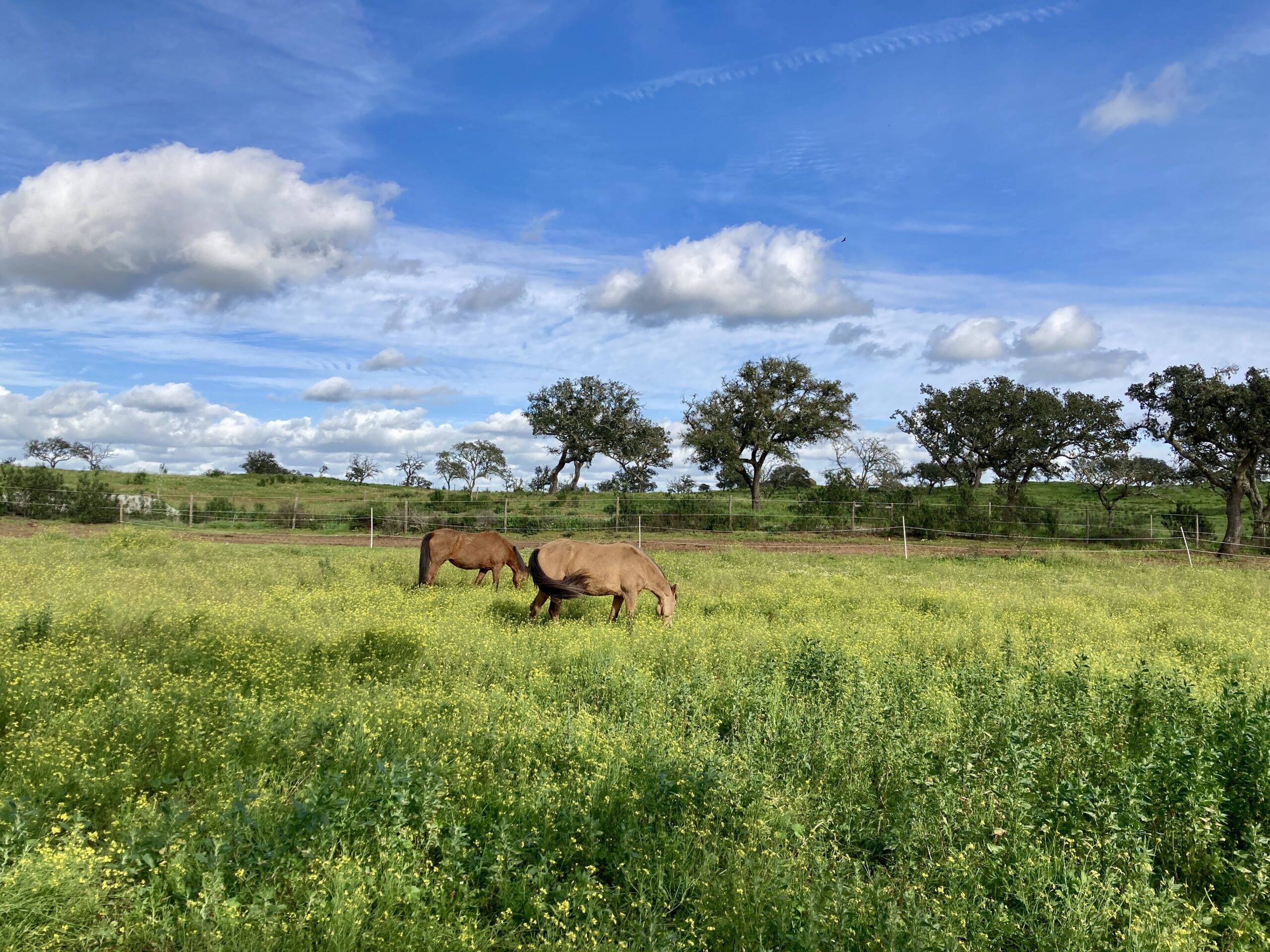 Two brown horses in a grassy pasture at Equus Ourique