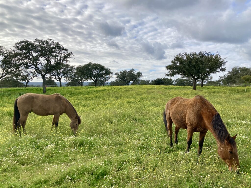 Two horses grazing on a lush pasture