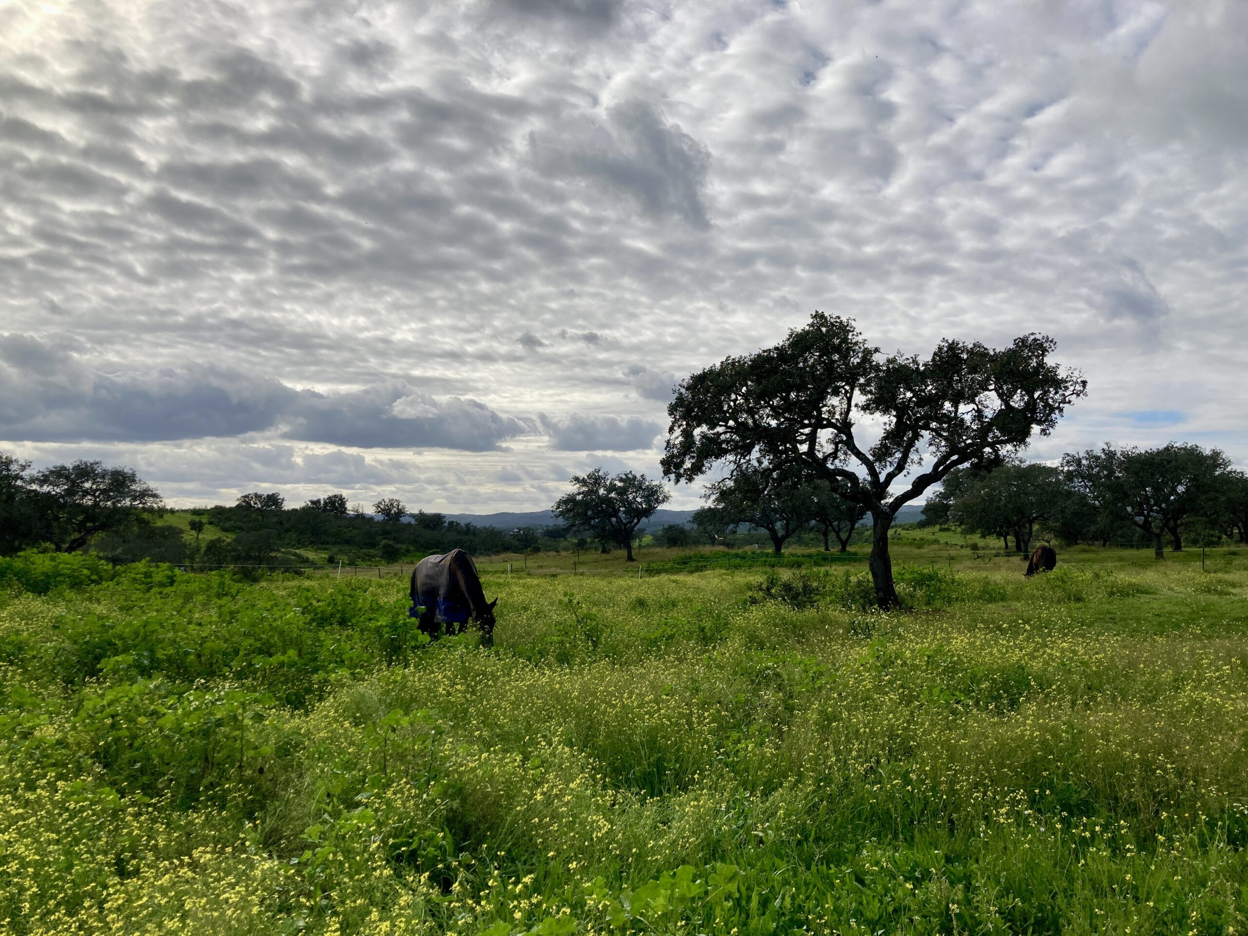 Two grazing horses in a lush pasture under a cloudy sky