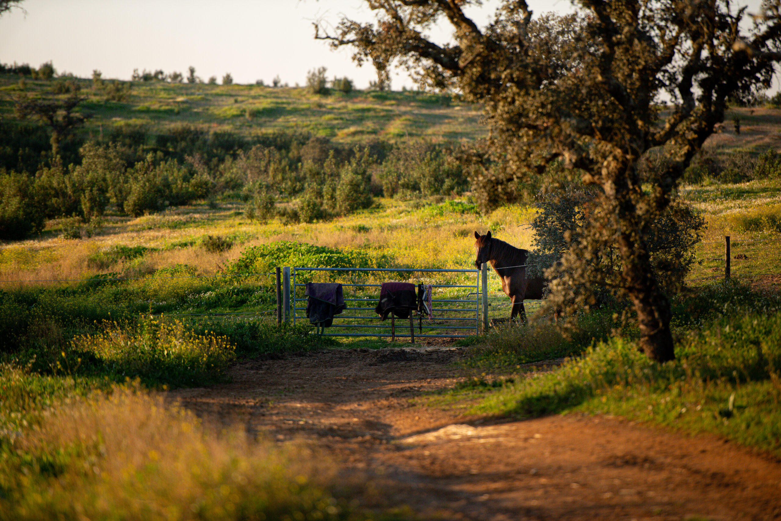 View on a pasture in the evening light with a horse standing at the gate