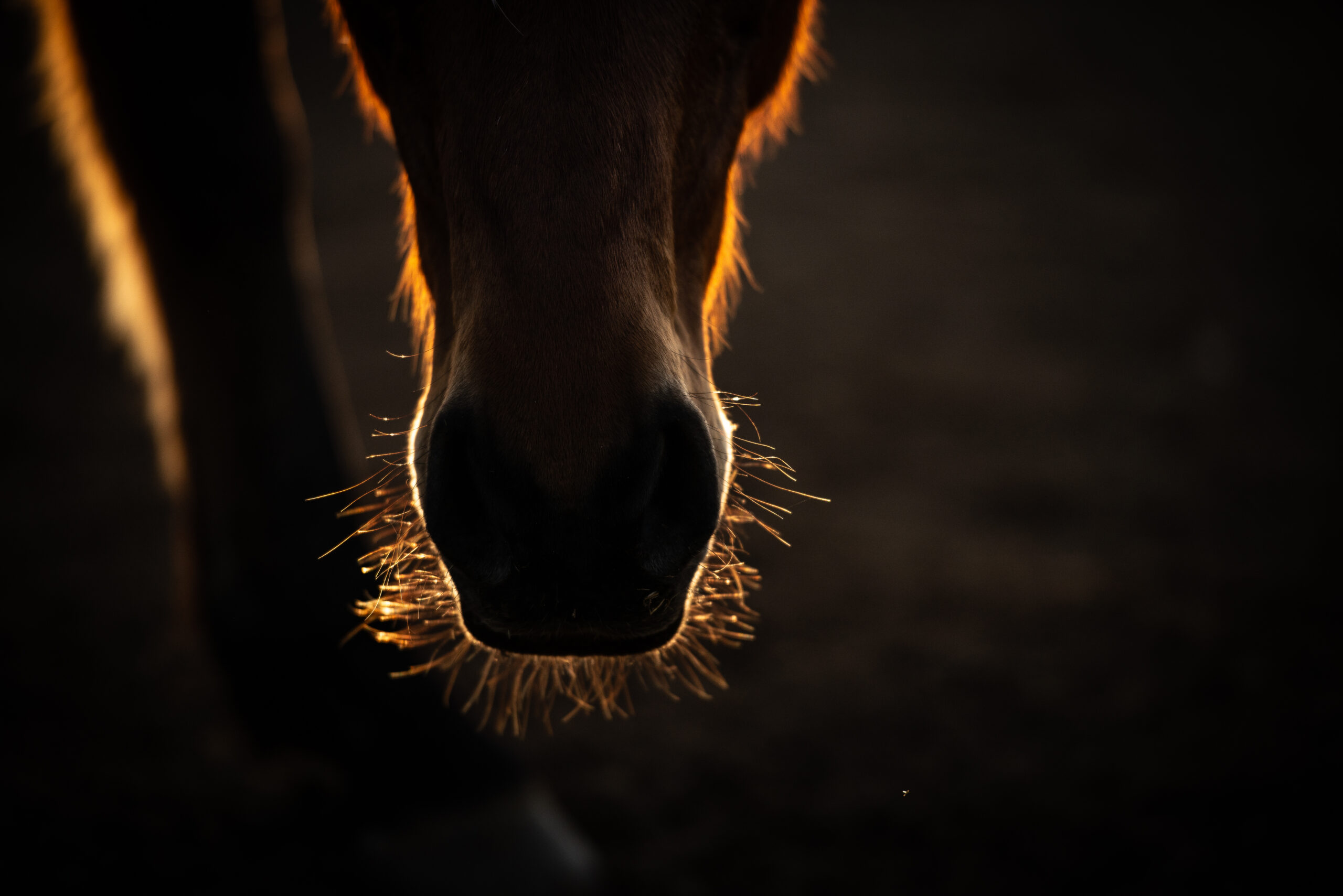 Nose section of a horse in the pasture in the evening sun