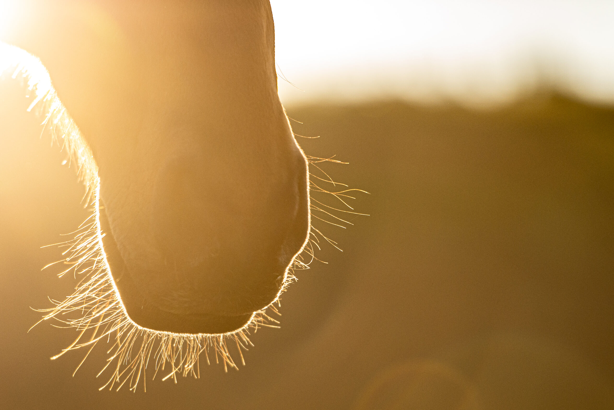 Close up of a horse mouth in the evening sun