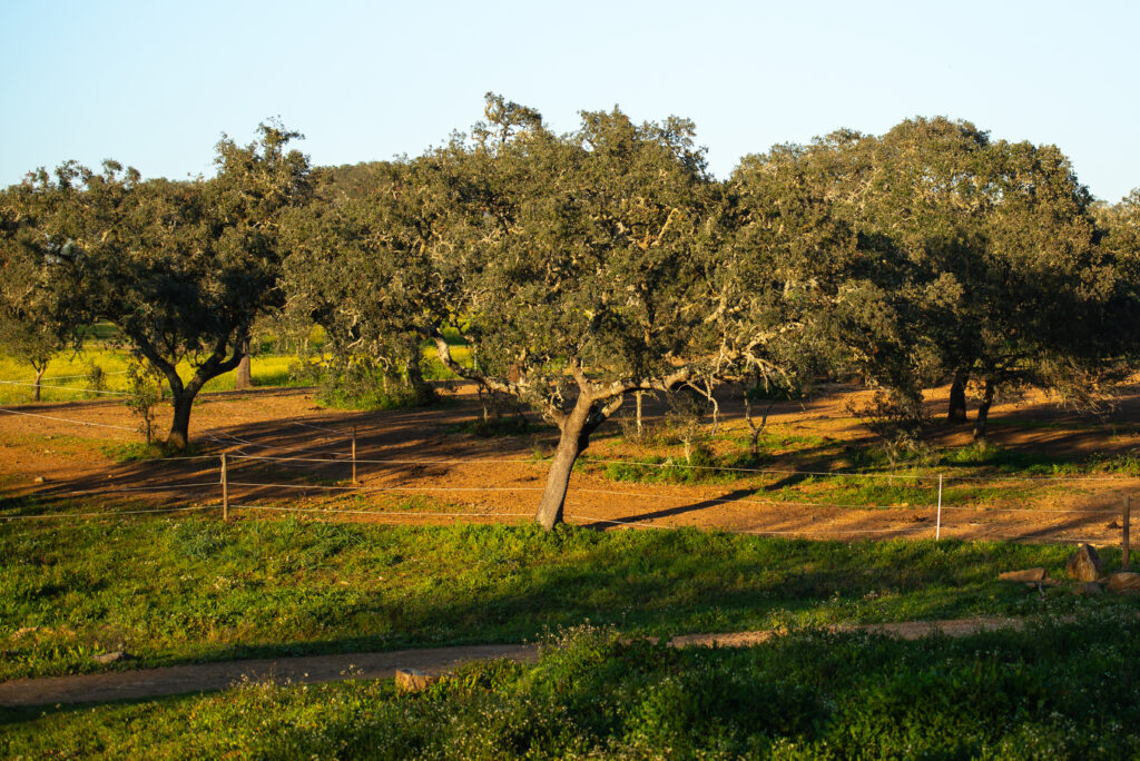 View onto one of the pastures with a group of stone oaks