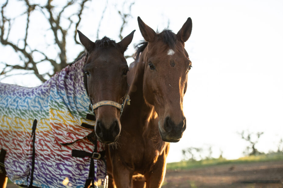 Two horses standing next to each other the horse on the left side with a rug