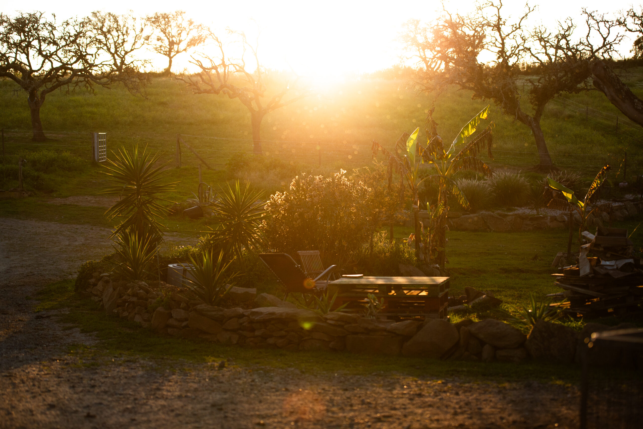 Part of the garden at Equus Ourique in the evening sun