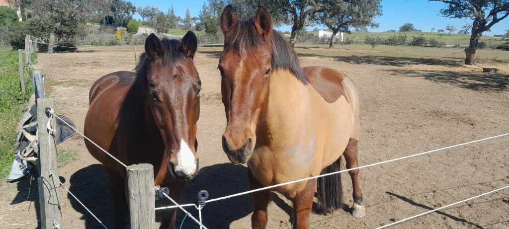 Close-up of two horses standing at the fence in a paddock at Equus Ourique
