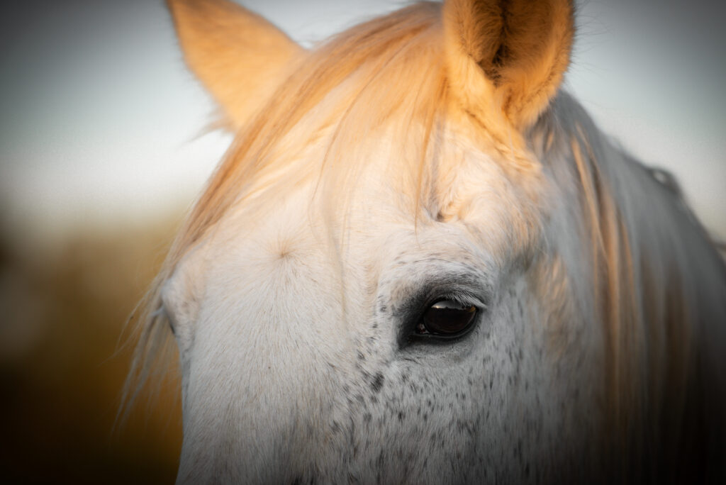 Detail of a close-up of the head of a white horse, eyes and part of the ears are visible