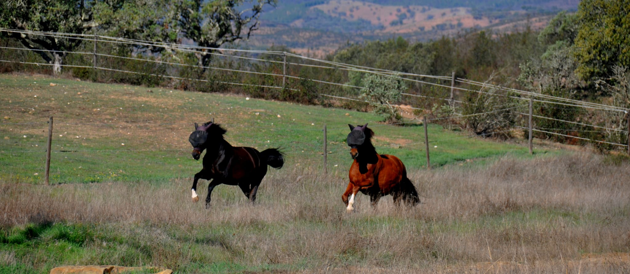 Two horses with flay masks running in a pasture