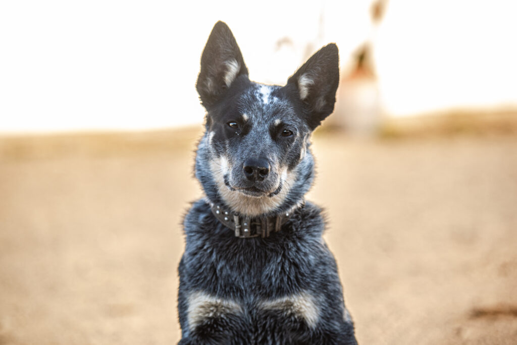 Dog, Azula Australian Cattle dog