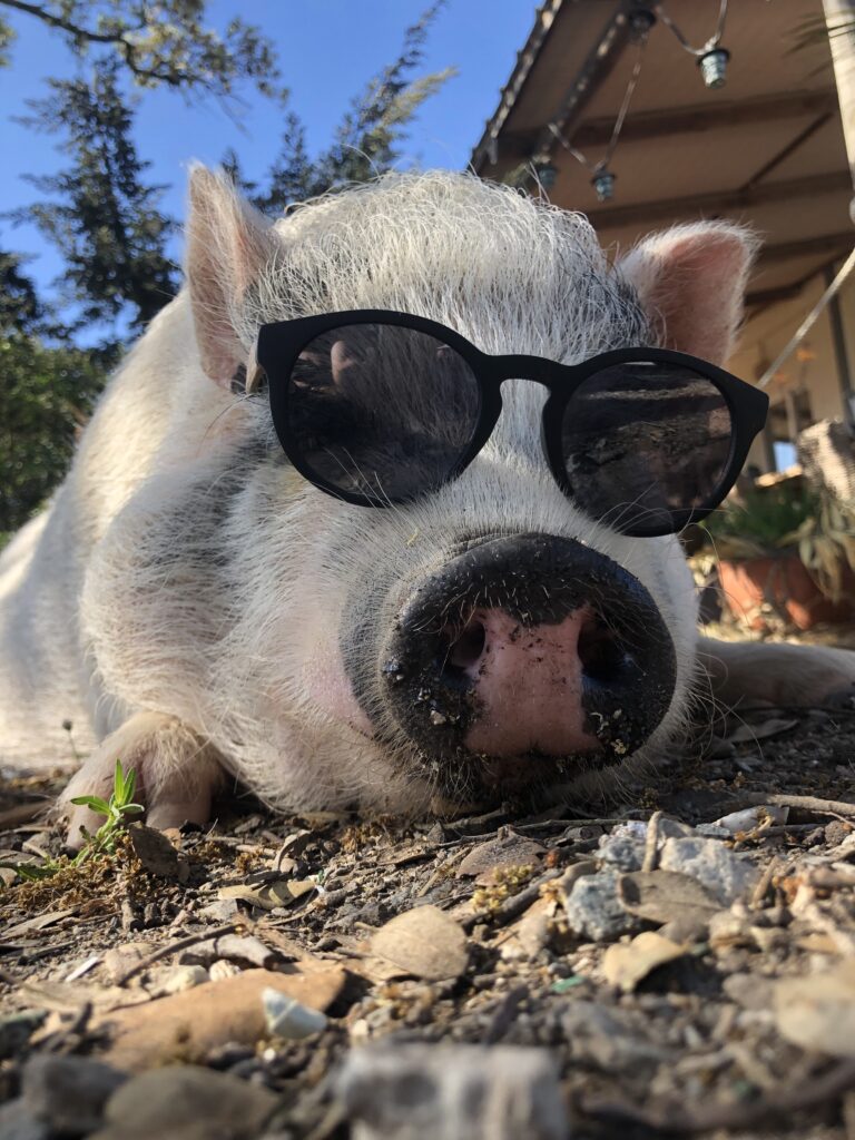 Pot-bellied pig Wilma lying down with sunglasses