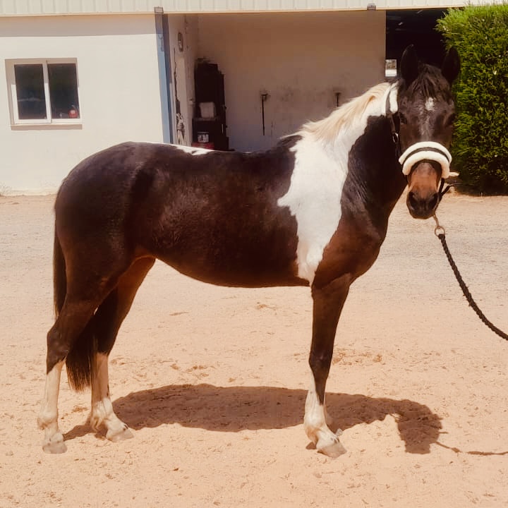 Piebald mare standing in front of a yard