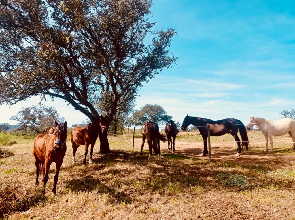 Group of one white and five brown horses in a pasture at Equus Ourique equestrian centre in Portugal
