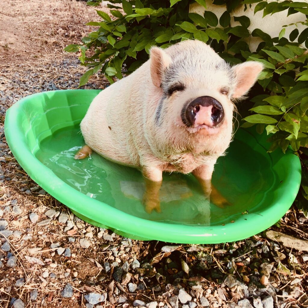 Pink pot-bellied pig sitting in a small green plastic bath tub filled with water