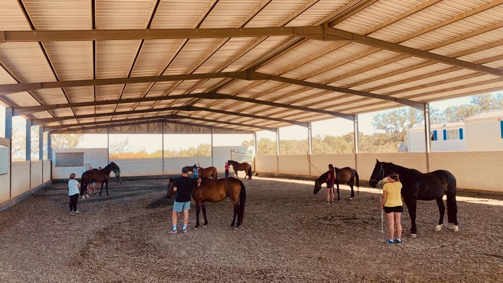 Six brown and one white horse at a clinic in the indoor arena at Equus Ourique