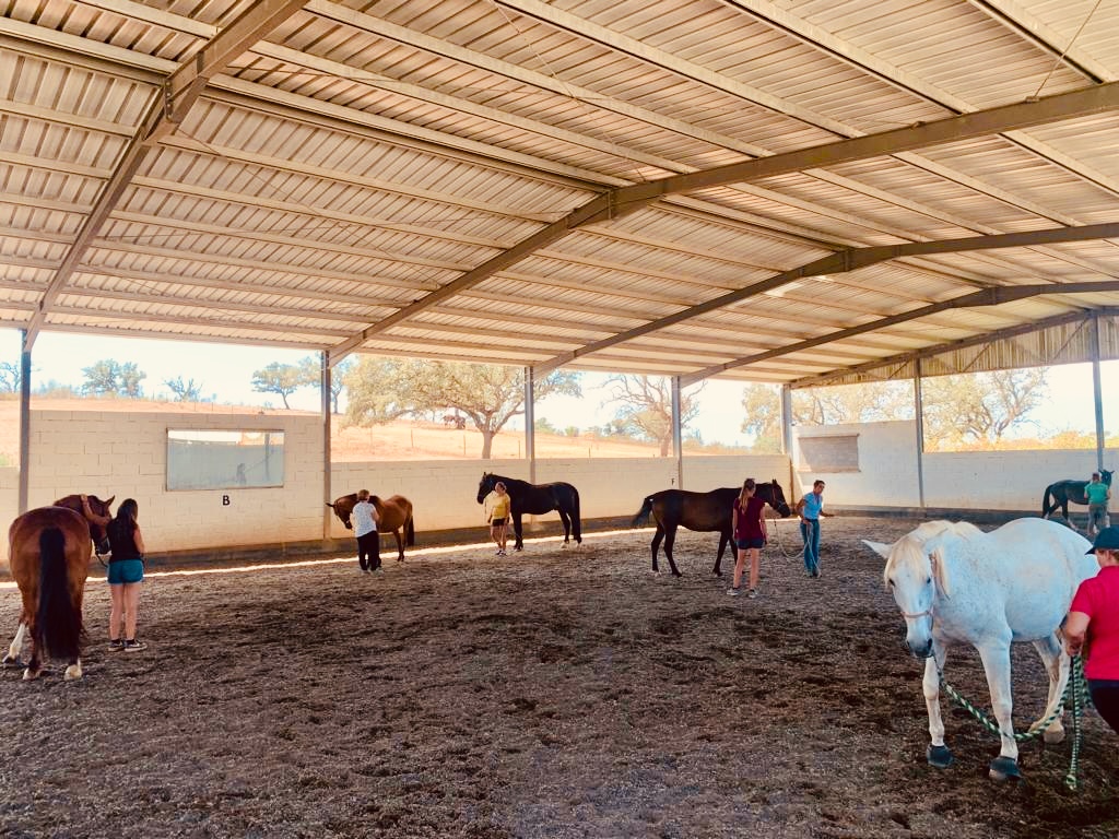Group picture showing six horses in an indoor arena taking part at a clinic at Equus Ourique