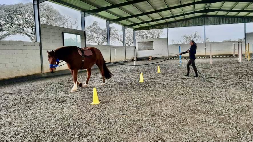 Brown horse being guided from a woman on a double lunge through a parcours of three yellow cones