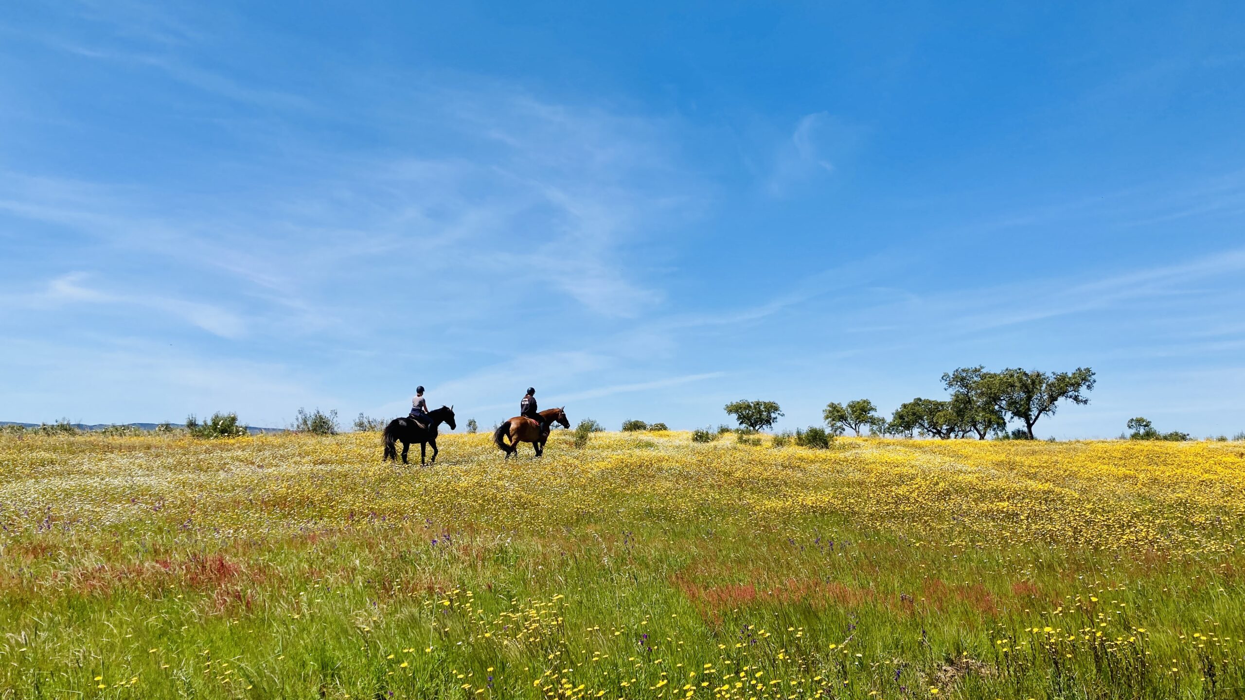 A dark brown and a lighter brown horse being ridden through the flowering landscape of Alentejo in Portugal