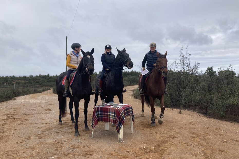 Three brown horses on a trail ride posing behind a table set up with cups and plates