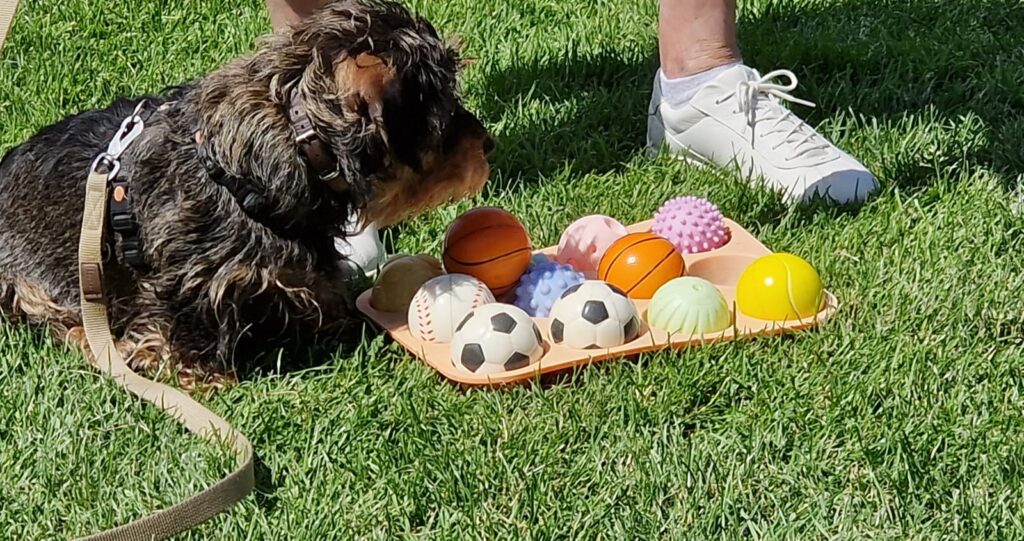 Dachshund sitting in front of colourful balls