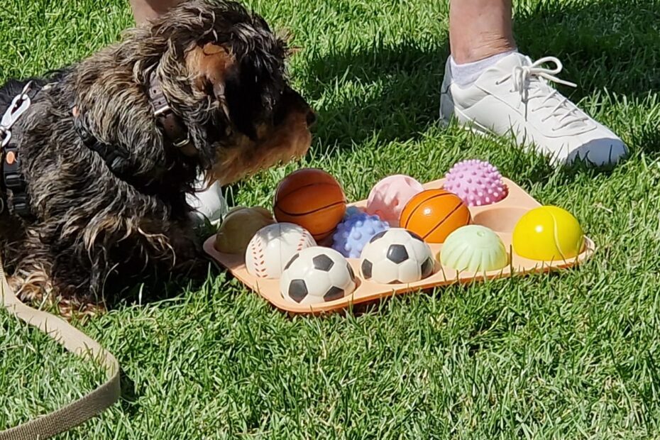 Dachshund sitting in front of colourful balls