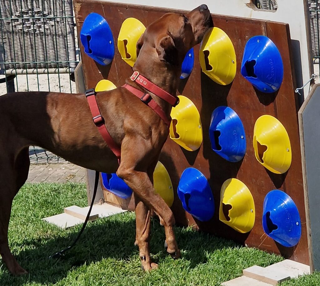 Dog standing facing a wall with yellow and blue cones