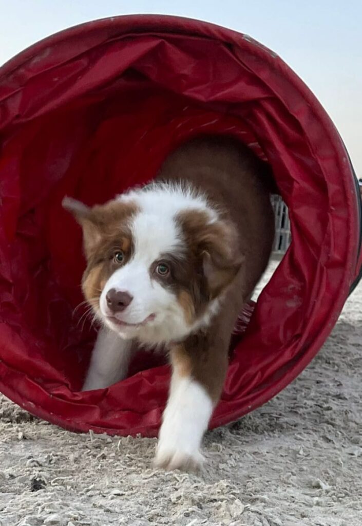 Fluffy dog puppy coming out of a soft red training tunnel