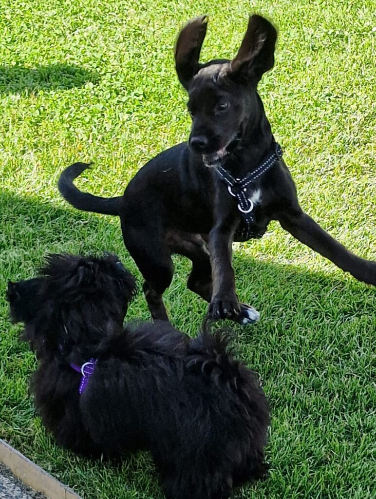 Two black dogs playing