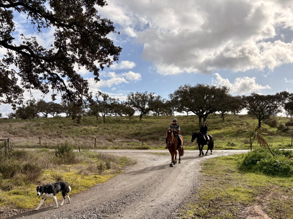 Two brown horses and a black & white dog on a trail ride in Alentejo nature