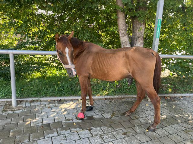 Same brown horse after veterinary treatment and with trimmed hooves