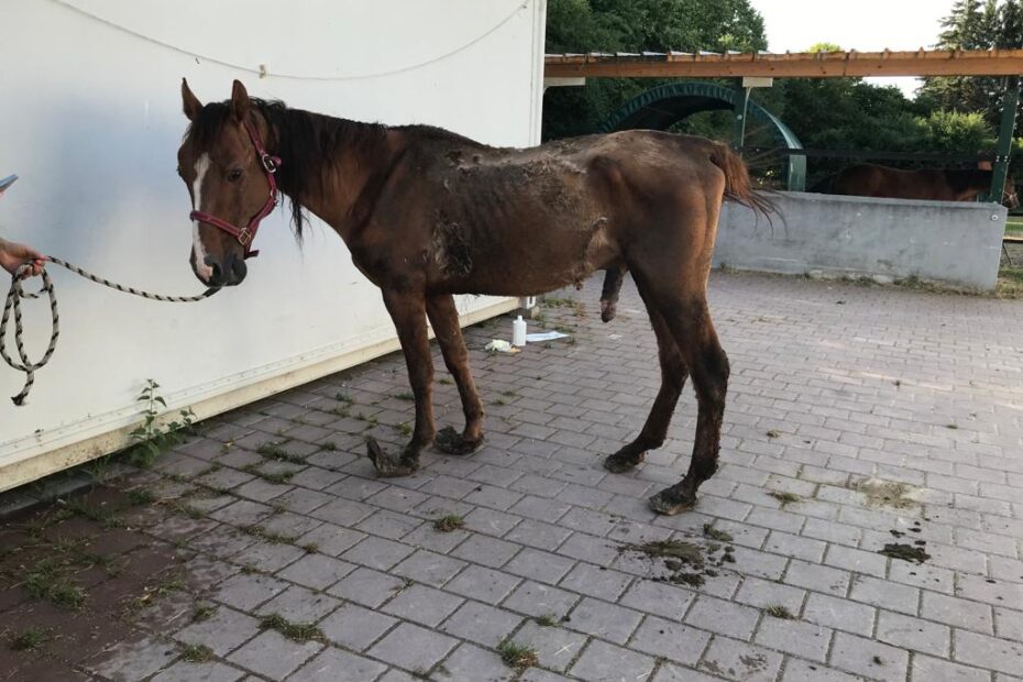 Brown horse in terrible shape, super thin with untrimmed hooves in need of help