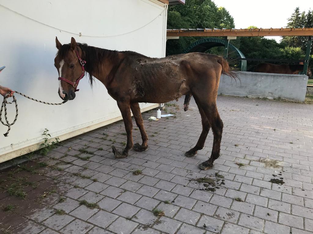 Brown horse in terrible shape, super thin with untrimmed hooves in need of help