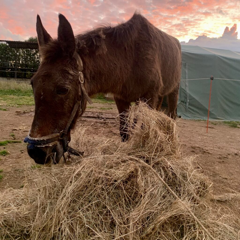 Brown mule still very skinny having been rescued and just arrived in her new home.