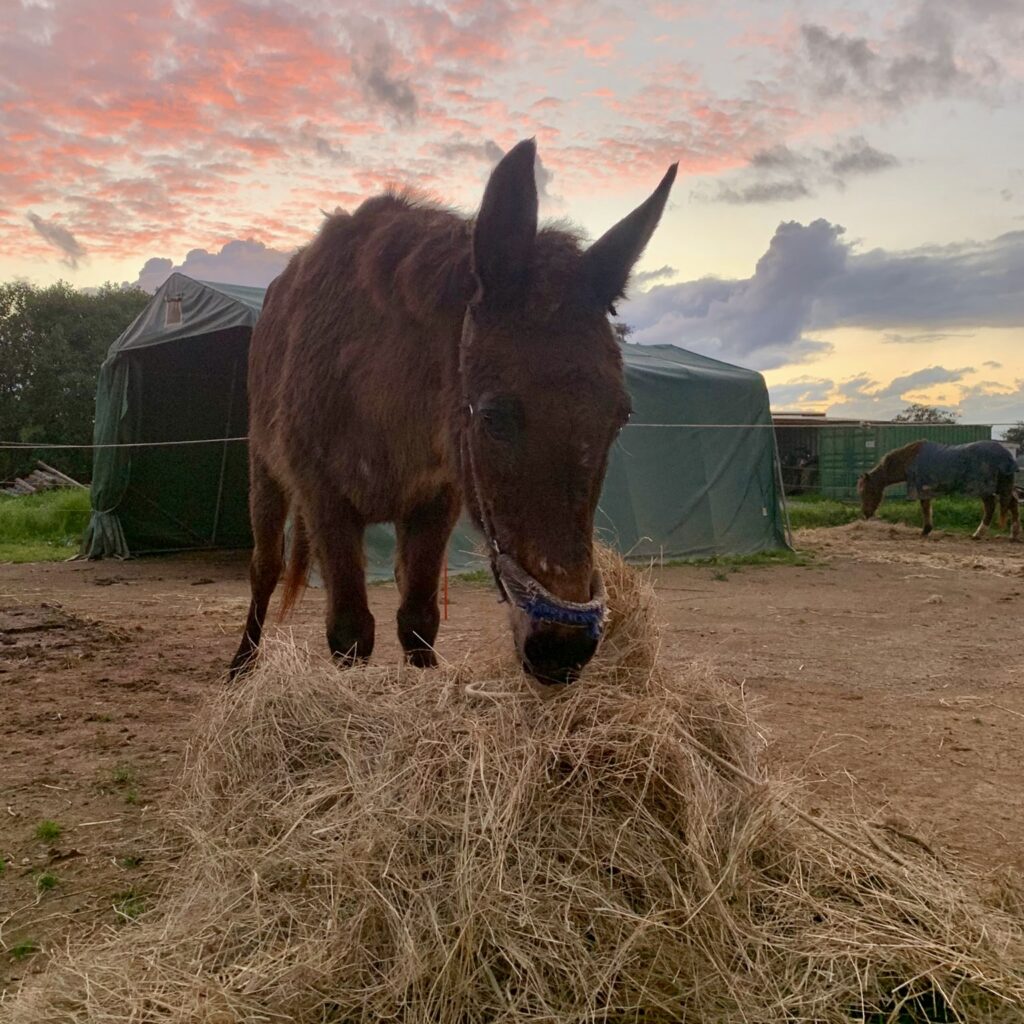 Brown mule eating hay in the evening sun.